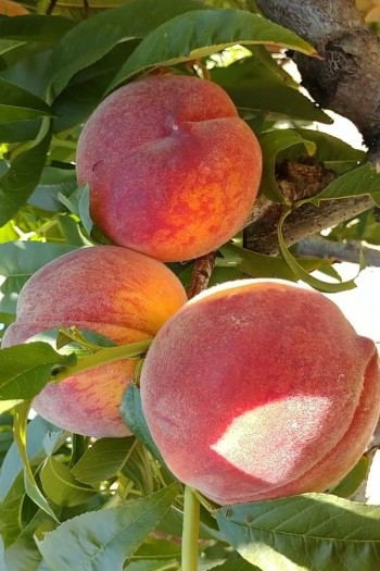 Персик домашній Кондор|Prunus persica ‘Condor’|Персик домашний Кондор